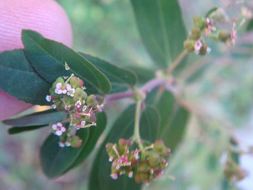 Euphorbia nutans